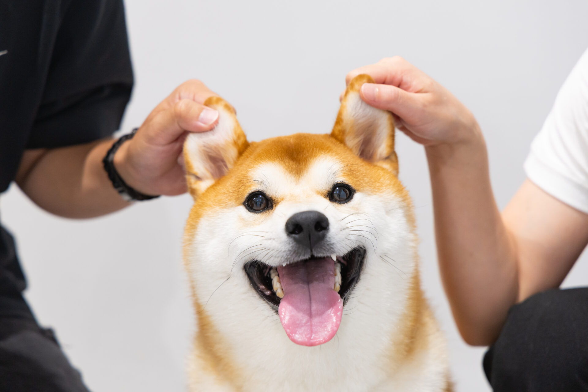 トップ4